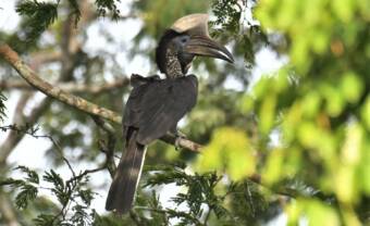 A compilation of endangered West African birdsongs